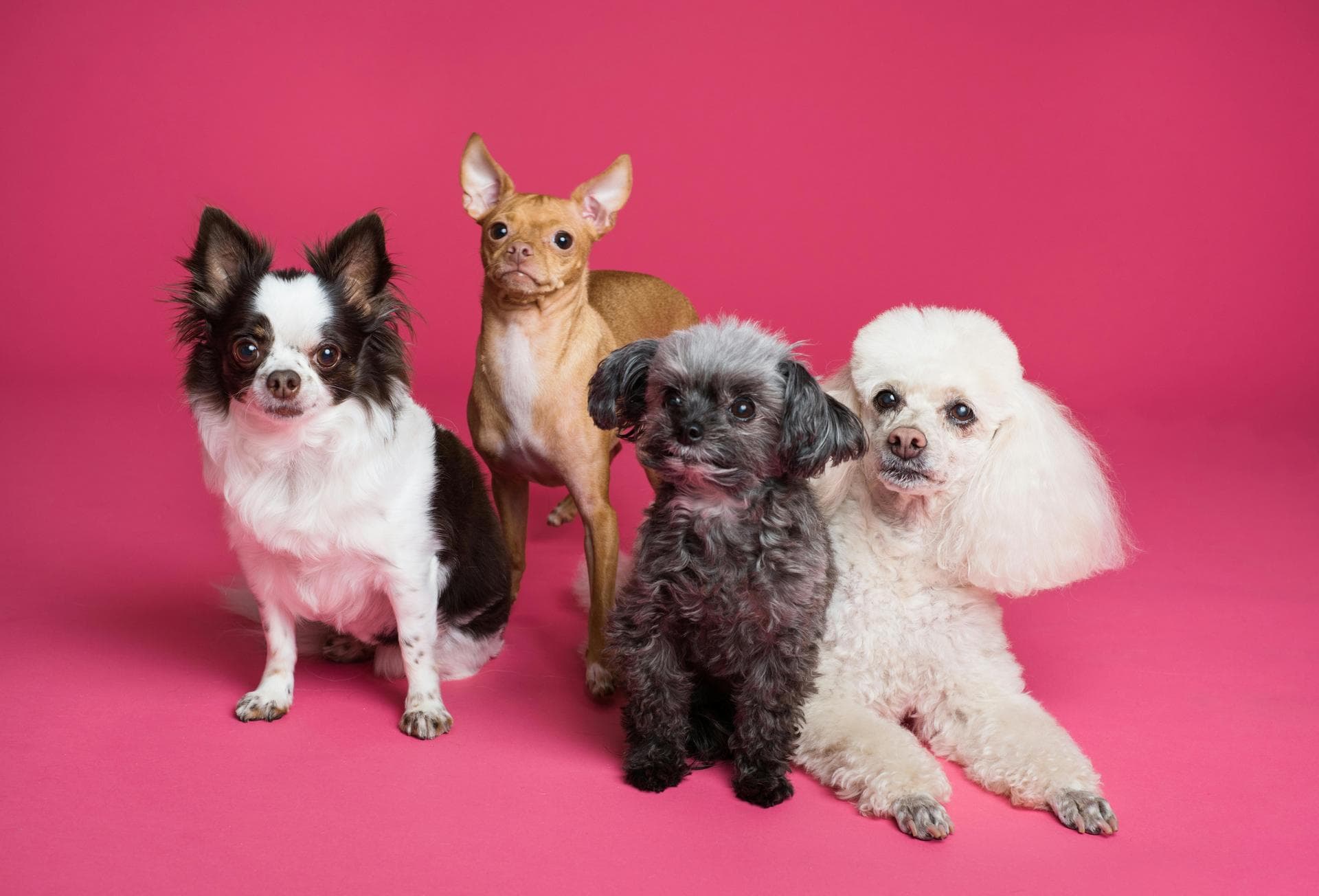 Emergency vets in Swords