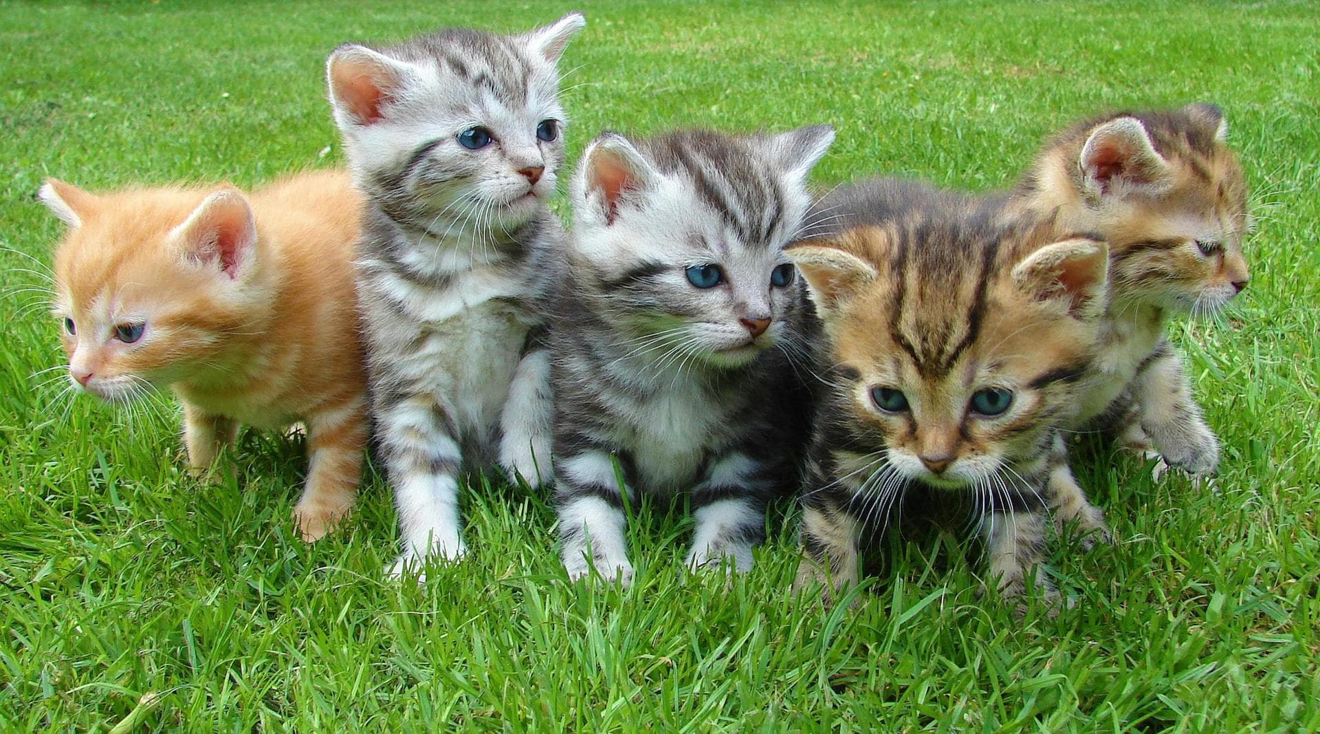Emergency vets in Swords