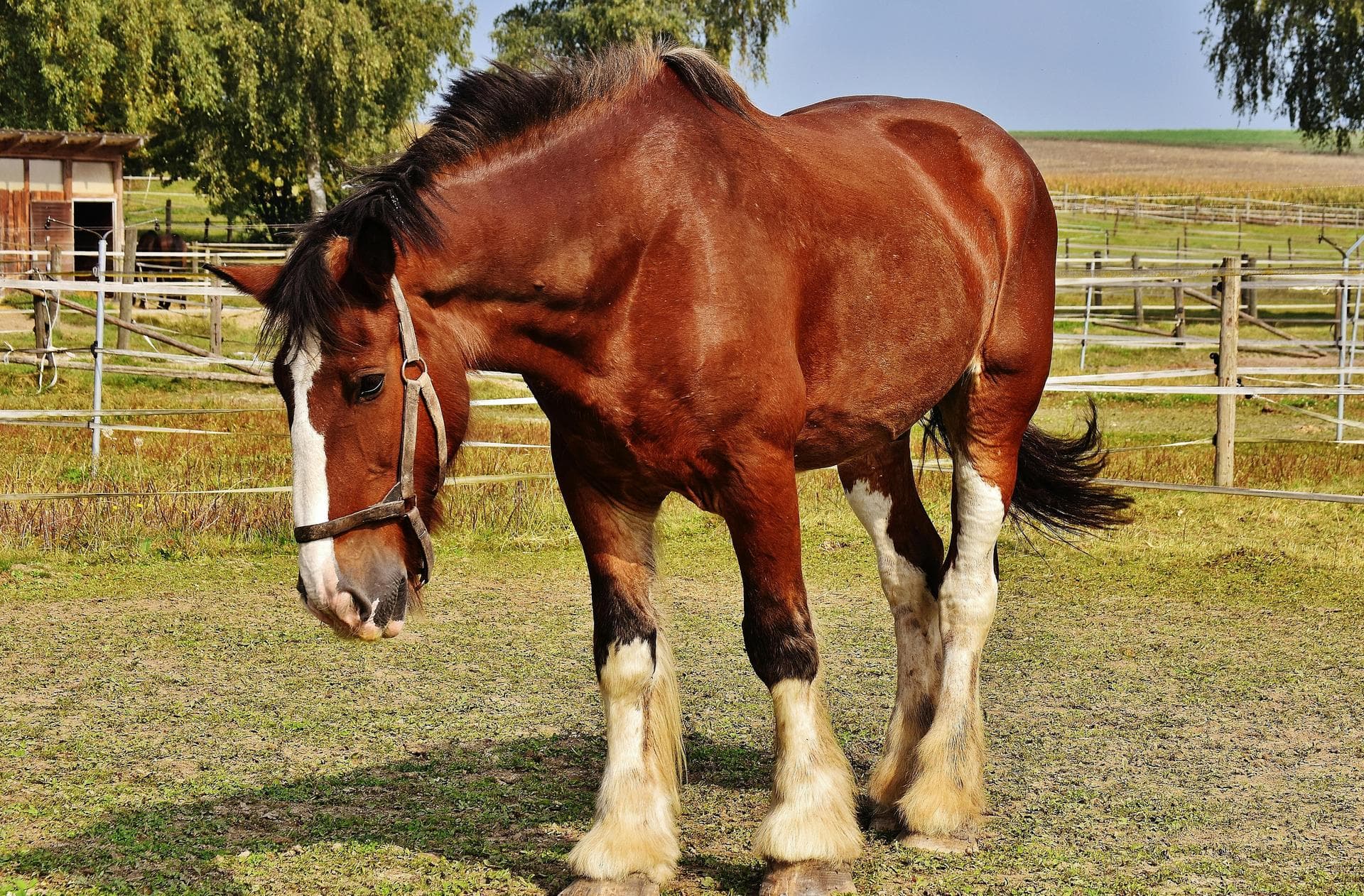 Specialist Vets in Swords