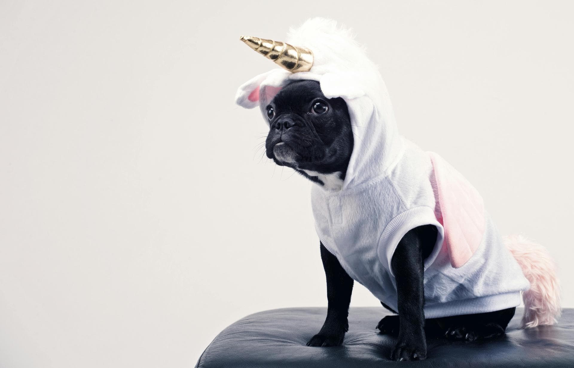 Dog & Cat Vets in Swords