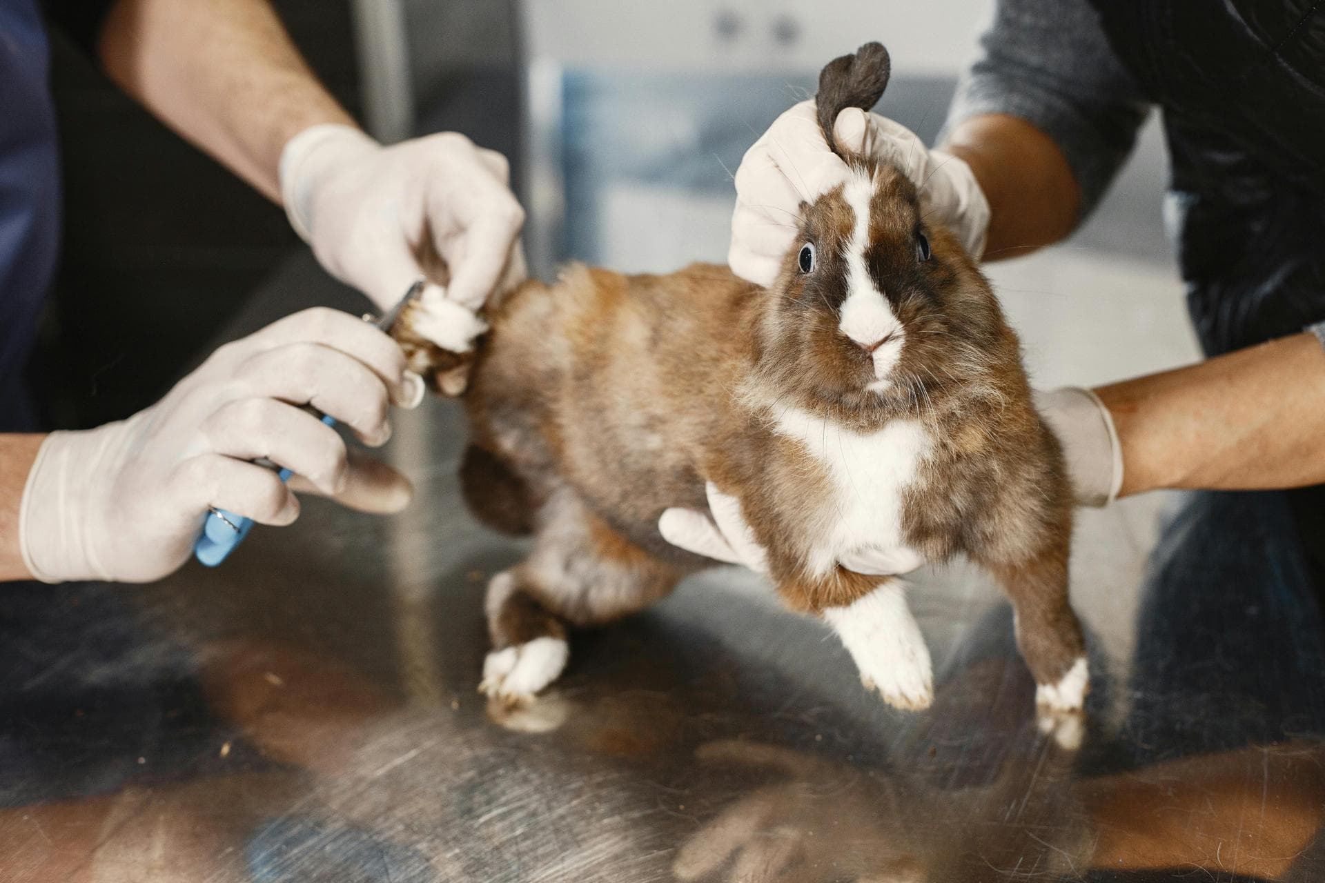Dog & Cat Vets in Swords